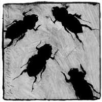 Bugs